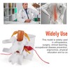 TOBEOME 1:1.5 Human Demonstration Model for Herniated Disc of the