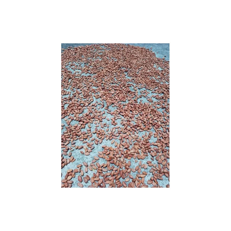 5 Kilos De Cacao Seco Grano Agroecologico Comalcalco Tabasco
