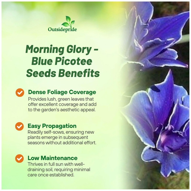 Outsidepride Blue Picotee Morning Glory Seeds - 50 Pcs. Annual,