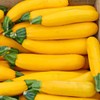 Squash Seeds Golden Zucchini 25 Seeds by OrginBud
