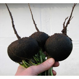 200+ Radish Seeds- Black Spanish Round by Ohio Heirloom Seeds