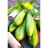 Luffa Sponge Gourd 10 Non-GMO Seeds for Planting Chinese Okra