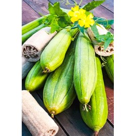 Luffa Sponge Gourd 10 Non-GMO Seeds for Planting Chinese Okra Loofah Squash