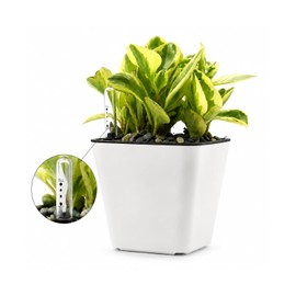 Smart Garden Maceta autorregable RA1313 Decorativa, Cuadrada, de Escritorio - Chica, Moderna, Interior - Autorriego - Plástico ABS Anti UV (13cm de diámetro x 13cm de Alto) (1, Blanco Mate)