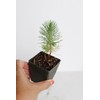 Generic Mini Bonsai Tree Starter Plant Gift Pinus Eldarica Aleppo