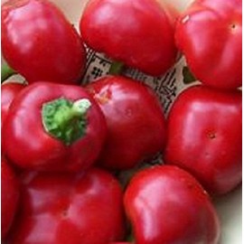 50+ Seeds of Rare Heirloom - Door Knob Peppers. Grows 24" High with Superb Yield - 70 Days