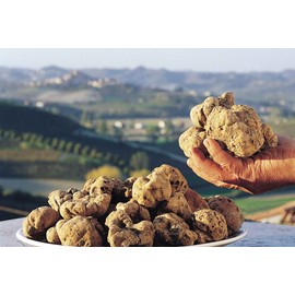RAISE ME UP: White Truffle Mushrooms Spores (Tuber magnatum) Non GMO Heirloom 100 Seeds