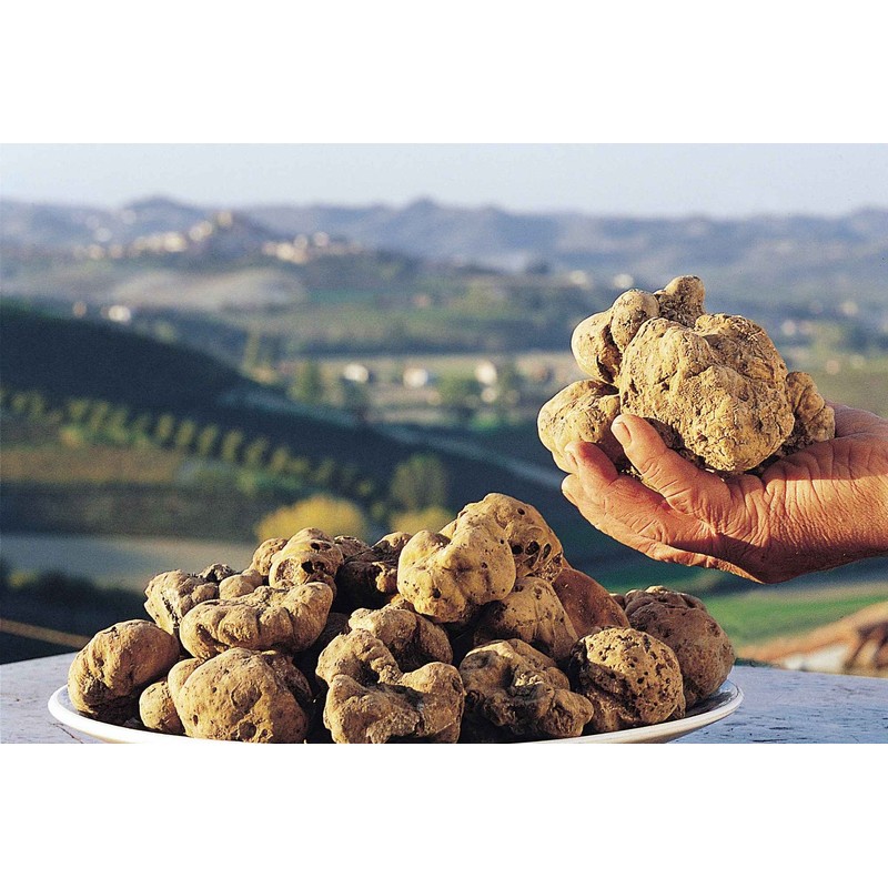 RAISE ME UP: White Truffle Mushrooms Spores (Tuber magnatum) Non