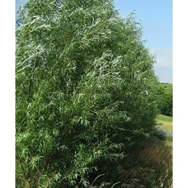 Austrees 15 HYBRID WILLOW TREES Austree grows 10 ft/year THICK hedge privacy fence starts