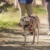 HALTI Walking Harness, Size X-Small, Blue, Best Lightweight Dog Harness