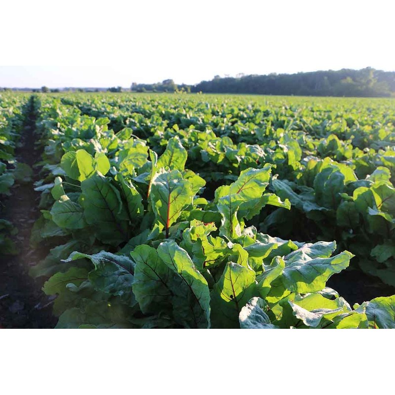 Standard Process Inc. Folic Acid B12-180 Tablets