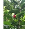 Tree PEANUT BUTTER TREE/RARE FRUIT TREE (BUNCHOSIA GLANDULIFERA) 6 INCHES