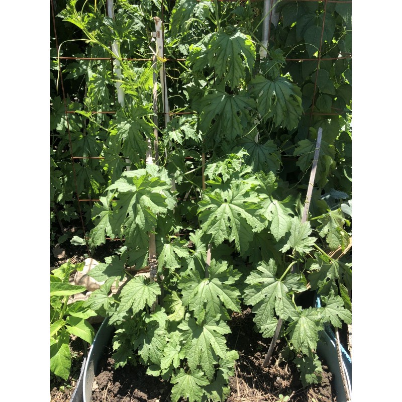 BitterMelon Seed 25pcs BitterMelon Gourd Ampalaya Seed Fresh Harvested US