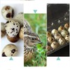 Quail Egg Boxes, 50 Pieces, Quail Eggs, Reusable, Ecyclable Plastic