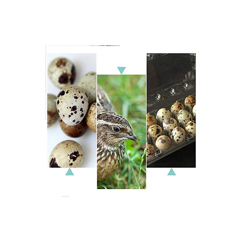 Quail Egg Boxes, 50 Pieces, Quail Eggs, Reusable, Ecyclable Plastic