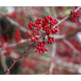 Zanthoxylum planispinum | Winged Prickly Ash | Bamboo-leaf | 10_Seeds
