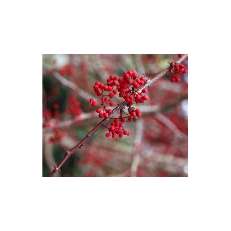 Zanthoxylum planispinum | Winged Prickly Ash | Bamboo-leaf | 10_Seeds