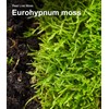 Live Moss – Eurohypnum Moss (3 Sheets, Each Approx. 3.5"x7")