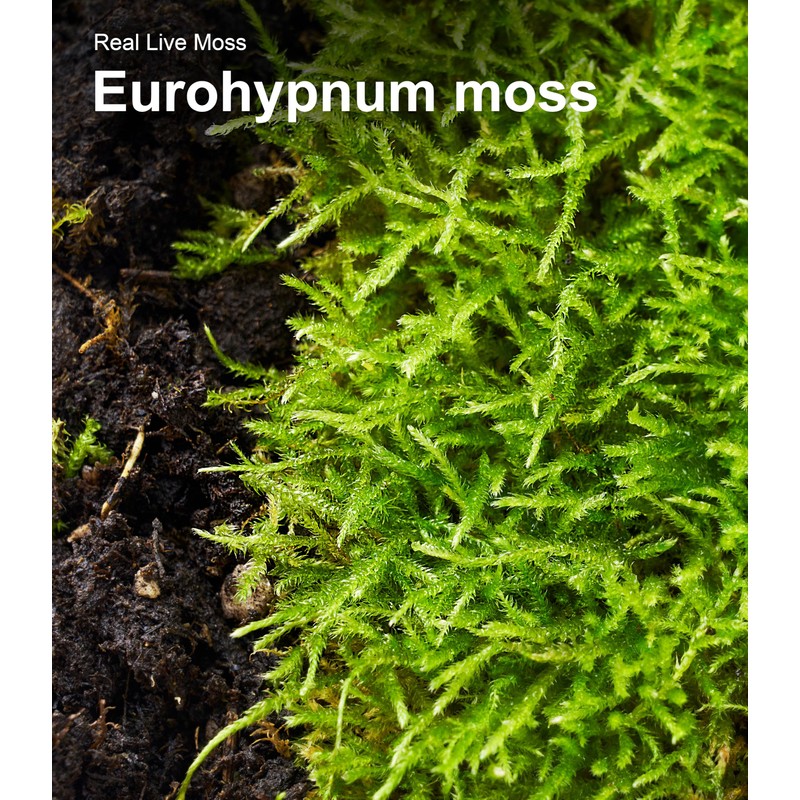 Live Moss – Eurohypnum Moss (3 Sheets, Each Approx. 3.5"x7")