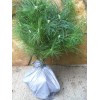 White Pine Eastern White Pine Tree Seedlings /Transplants 18"-24"; lot