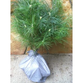 White Pine Eastern White Pine Tree Seedlings /Transplants 18"-24"; lot of 5 each;
