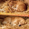 Natural Wheat Straw - Dry Clean Soft Bale for Stray