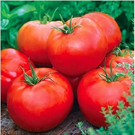 Ace 55 Tomato Seeds - Large Tomato - One of The Most Delicious Tomatoes for Home Growing,