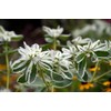 SeedsUP - 30+ Seeds Snow on The Mountain Euphorbia Spurge