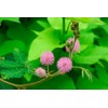 SeedsUP - 40+ Seeds Mimosa Shy Sensitive Plant Fast Growing