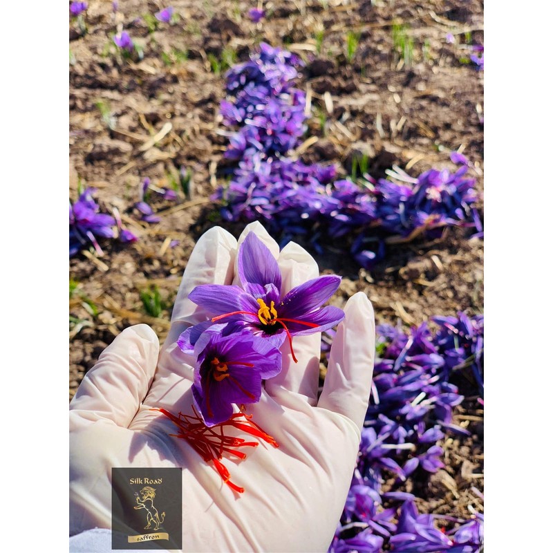 SAFFRON SILK BODY CREAM (60 gram / 2 oz)