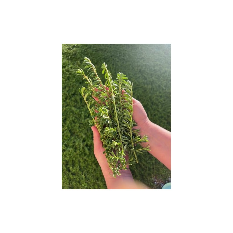 Myoporum Parvifolium Creeping Boobialla Plant, 5-6 inch Cuttings (10)