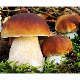 Porcini Mushrooms Spores King Boletus Spawn Mycelium Dried Seeds for Planting Non GMO 100 Seeds