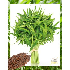 600 Seeds (30g) Kangkong Seeds - Rau Muong - Ong Choy - Morning Glory - Chinese Water Spinach Seeds | Non-GMO | Heirloom | Organic | High Germination
