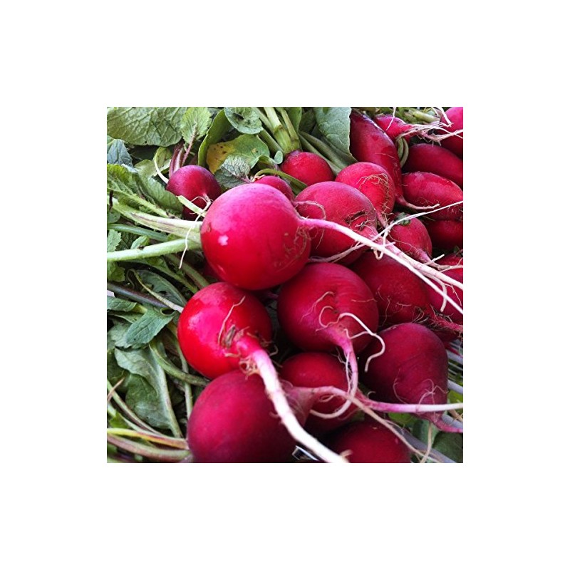 300 Champion Radish Seeds Heirloom Non GMO Garden Vegetable Bulk