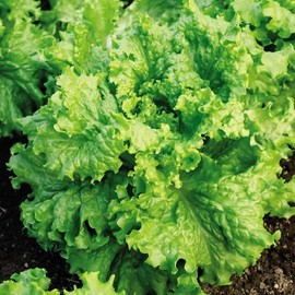 TomorrowSeeds - Waldman's Green Leaf Lettuce Seeds - 1500+ Count Packet - for 2024 Lactuce Sativa Curly Looseleaf Romaine Bibb Cos Garden Vegetable