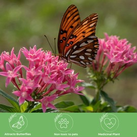 American Plant Exchange Penta 'White' – 6-Inch Pot – Live Flowering Plant with Bright White Star-Shaped Blooms, Heat-Tolerant Outdoor Annual for Gardens, Patios, Containers & Pollinator Landscapes