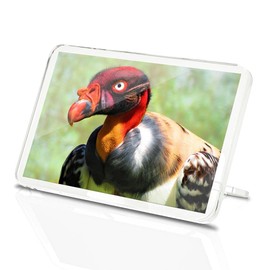 Classic Rectangle Magnet with Stand - King Vulture Bird Nature Wildlife Birds - Fridge Locker Office Whiteboard Toolbox #53018