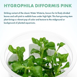 SubstrateSource Live Aquarium Plant - Hygrophila difformis Pink - Snail Free in-Vitro Easy Care Freshwater Aquatic Plants for Aquascaping, Med - High Light, Fast Growth - Tissue Culture