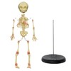 Single Head Infant Bone Model The Medical Teaching Model is