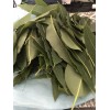 Fresh one pound Aprox. Fresh Eucalyptus leaves 16 onz Free