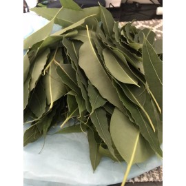 Fresh one pound Aprox. Fresh Eucalyptus leaves 16 onz Free Shipping.
