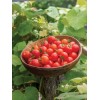 Burpee Super Sweet 100 Hybrid Tomato Vegetable Seed Full Sun