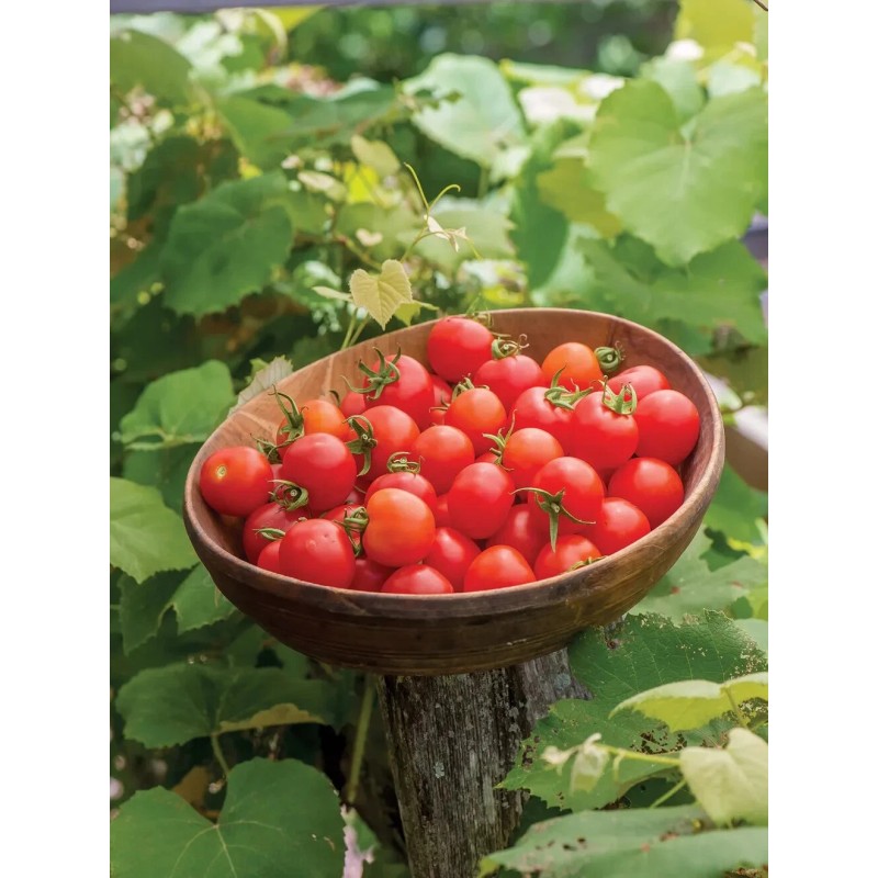 Burpee Super Sweet 100 Hybrid Tomato Vegetable Seed Full Sun