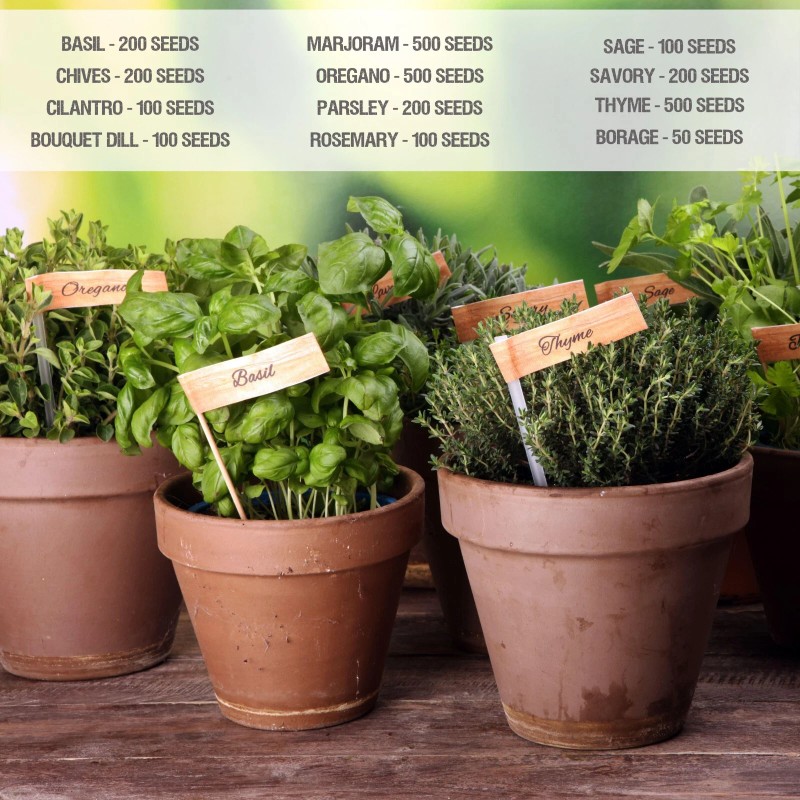 Seed Needs Culinary Herb Seed Collection for Planting an Indoor