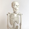 Cranstein A-134 Small Mini Skeleton Model 20 cm