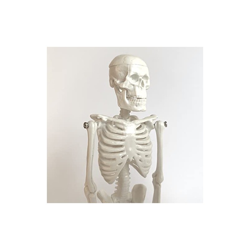 Cranstein A-134 Small Mini Skeleton Model 20 cm