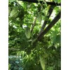 Fresh Bitter Melon 50 Seeds Package Fresh Harvested US Seller