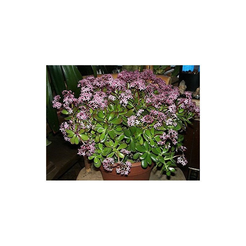 Jade Plant - Crassula Ovuta - Easy to Grow