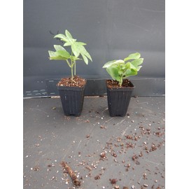 Vine Yellow Holosericea Passiflora Passion Fruit "STARTER" Plant