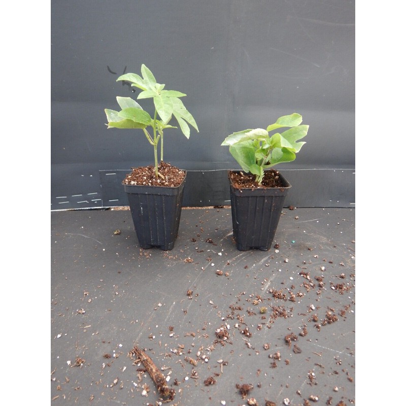 Vine Yellow Holosericea Passiflora Passion Fruit "STARTER" Plant